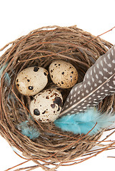 Image showing quail eggs