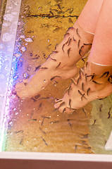 Image showing Fish spa pedicure