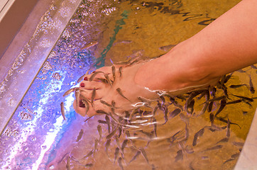 Image showing Fish spa pedicure