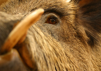 Image showing boar