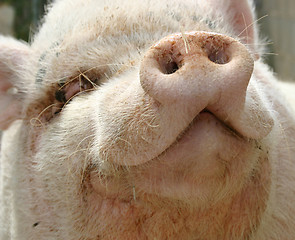 Image showing pink pig