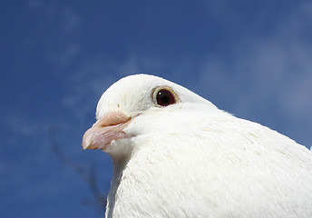 Image showing white dove