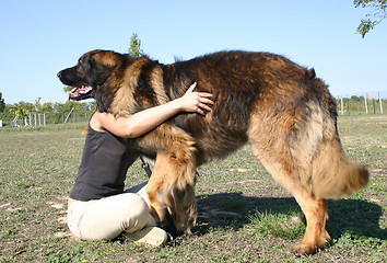 Image showing woman and leonberger