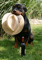 Image showing rottweiler, hat and bottle