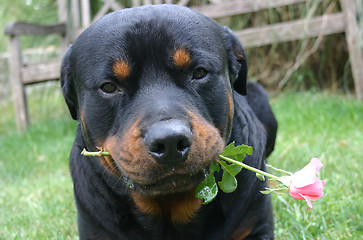 Image showing rottweiler and flower