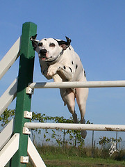 Image showing jumping dalmatian