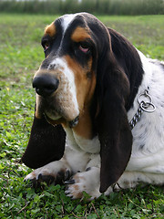 Image showing basset hound