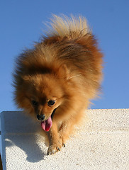 Image showing pomeranian