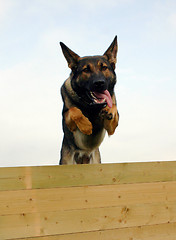 Image showing jumping german shepherd