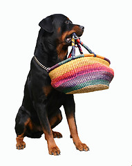 Image showing rottweiler and bag
