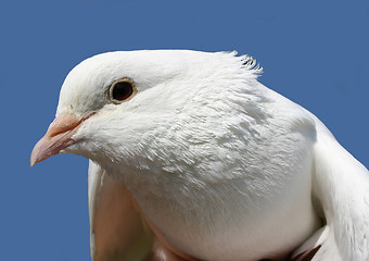 Image showing white dove