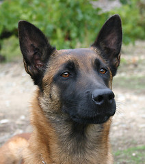 Image showing malinois