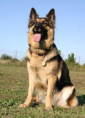 Image showing german shepherd