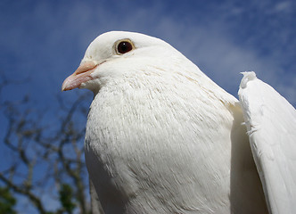 Image showing white dove