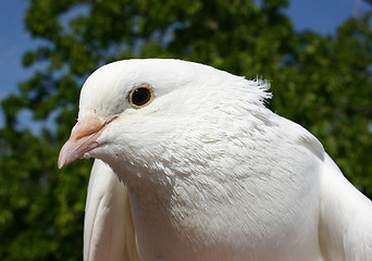 Image showing white dove