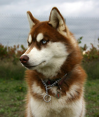 Image showing puppy husky