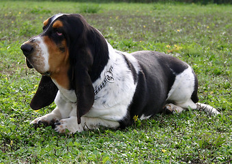 Image showing basset hound