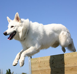 Image showing jumping Swiss shepherd 