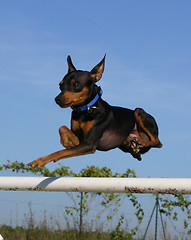 Image showing jumping pinscher