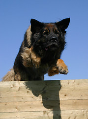 Image showing jumping leonberger