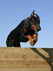 Image showing jumping doberman