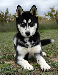 Image showing puppy husky