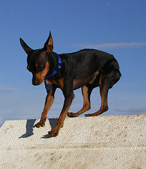 Image showing miniature pinscher