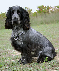 Image showing cocker spaniel