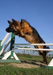 Image showing jumping german shepherd