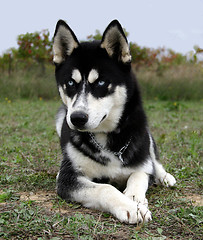 Image showing puppy husky