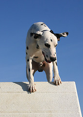 Image showing jumping dalmatian