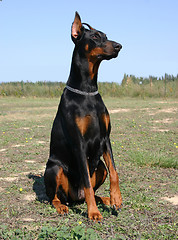 Image showing doberman