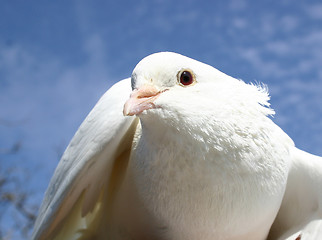 Image showing white dove