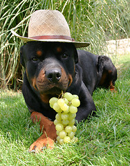 Image showing rottweiler, fruit and hat