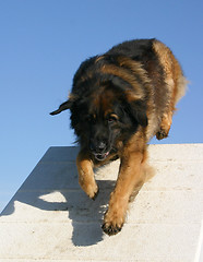 Image showing leonberger