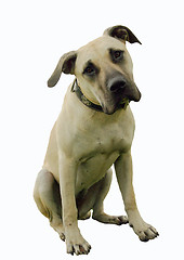 Image showing puppy dogo canario