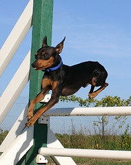 Image showing jumping pinscher