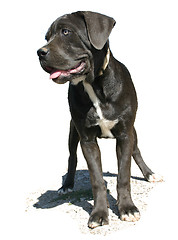 Image showing cane corso