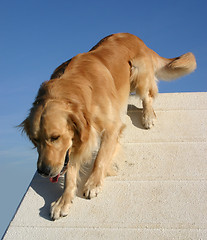 Image showing golden  retriever in agility