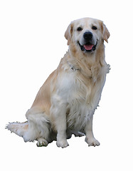 Image showing golden retriever