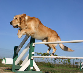 Image showing golden  retriever in agility