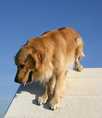 Image showing golden  retriever in agility