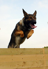 Image showing jumping german shepherd