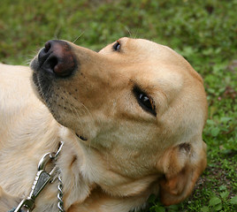 Image showing labrador retriever