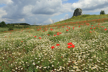 Image showing Chamomile field