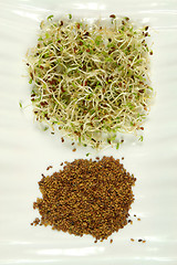 Image showing Sprouts and seeds