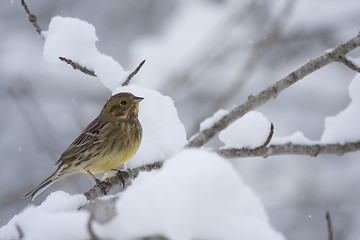 Image showing Yellowhammer in snow