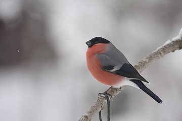 Image showing bullfinch