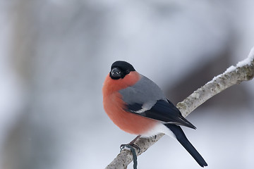 Image showing male bullfinch