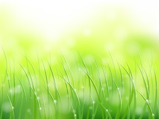 Image showing morning sunlight grass early dew softfocus pattern